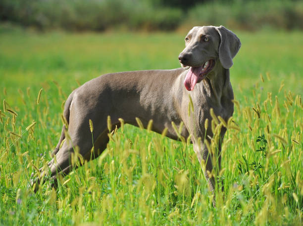 istock a weimaraner breed dog playing in the field 1439866145