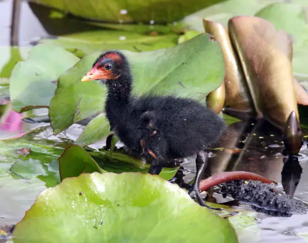 Dusky moorhen chick walking amongst lilypads in a pond of water