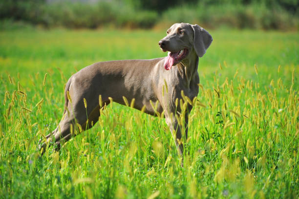 istock a weimaraner breed dog playing inthe field 1439866158