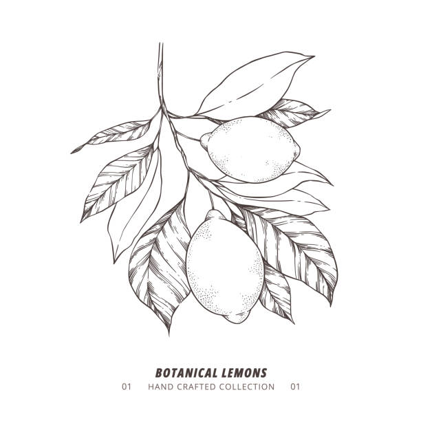 Hand drawn vector illustration - Botanical branch with lemons. Branch with citrus fruits. Perfect for menu, package, cards, invitations, prints Hand drawn vector illustration - Botanical branch with lemons. Branch with citrus fruits. Perfect for menu, package, cards, invitations, prints citron stock illustrations