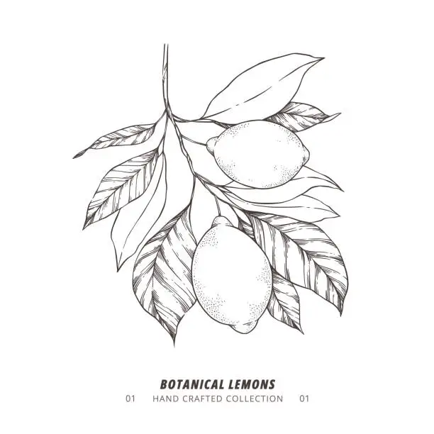 Vector illustration of Hand drawn vector illustration - Botanical branch with lemons. Branch with citrus fruits. Perfect for menu, package, cards, invitations, prints
