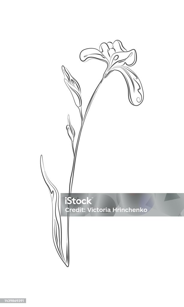 Ilustración de Dibujo Lineal De La Flor Del Iris Planta Con Hojas De Una  Línea De Ilustración Bocetos Minimalistas En Negro y más Vectores Libres de  Derechos de Abstracto - iStock