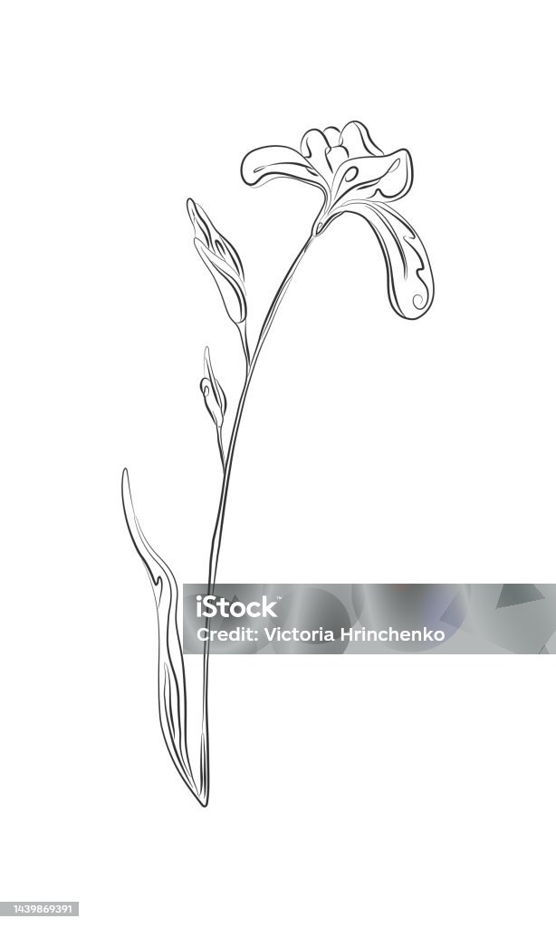 Ilustración de Dibujo Lineal De La Flor Del Iris Planta Con Hojas De Una Línea De Ilustración Bocetos Minimalistas En Negro y más Vectores Libres de Derechos de Abstracto - iStock Ilustración de Dibujo Lineal De La Flor Del Iris Planta Con Hojas De Una Línea De Ilustración Bocetos Minimalistas En Negro y más Vectores Libres de Derechos de Abstracto - iStock
