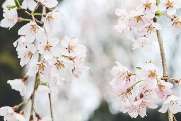 Cherry blossom Cherry blossom shingon buddhism stock pictures, royalty-free photos & images