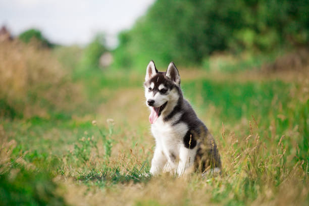 istock Siberian Husky puppy in the park 1439870829