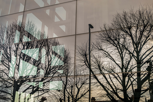 Reflection of Bare tree branches in the windows of a modern building. Glazed wall of a building with reflection of Bare tree branches in mirrored windows, Selective focus.