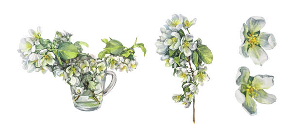 ilustraciones, imágenes clip art, dibujos animados e iconos de stock de coloque ramas de ramo de acuarela con flores de manzano en jarrón aislado sobre fondo blanco. flores aromáticas de primavera. follaje exuberante para una celebración romántica. clipart para boda o 8 de marzo. envoltura - japanese maple maple tree leaf backgrounds