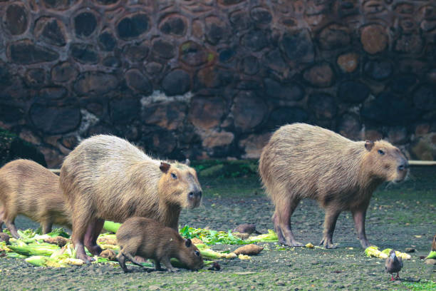 Capybara (Hydrochoerus hydrochaeris) at Ragunan Zoo, Jakarta. stock photo