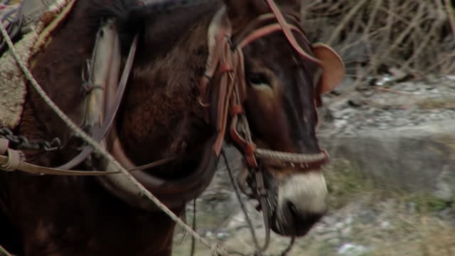 Horse Pulling a Cart in Santiago del Estero, Argentina.