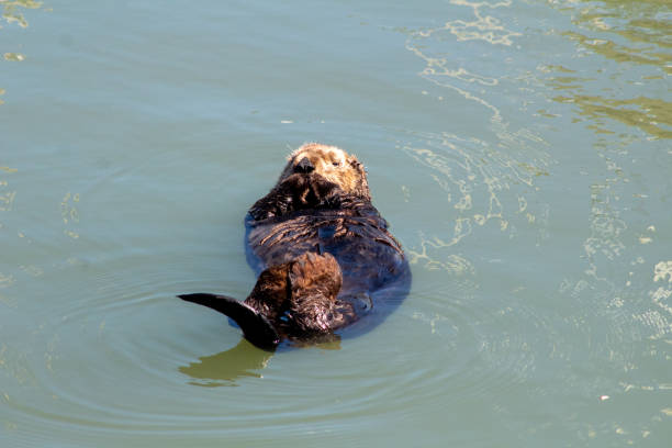 A sea otter (Enhydra lutris) swimming on its back in the Inian Islands, southeast Alaska