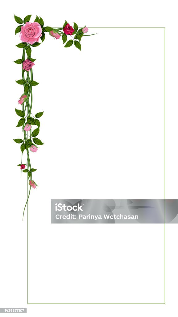 Vertical Roses Border Red Rose Flower Vertical Frame Border Isolated Vector Illustration ...