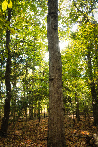 Enchanting sunshine on green treetops