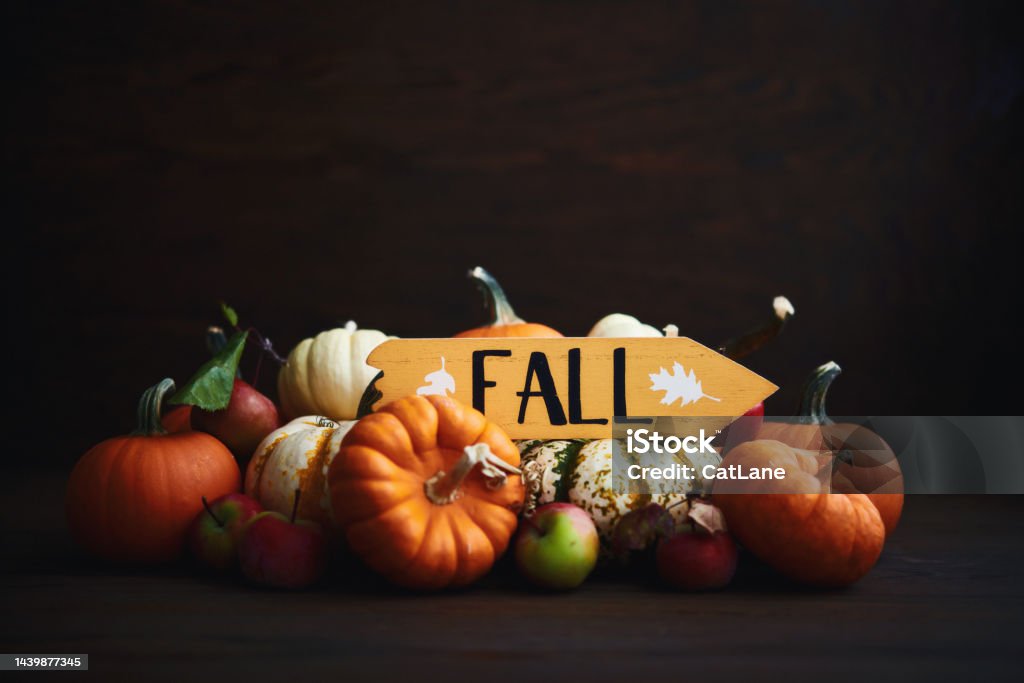 Dark Thanksgiving background with a collection of pumpkins and a sign reading FALL. Space for text American Culture Stock Photo