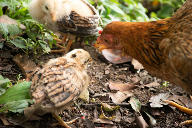istock Flora y fauna 1439877468