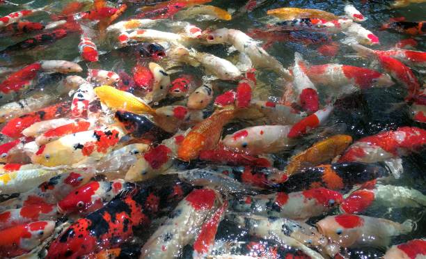 istock Koi fish swimming in the water. 1439878895