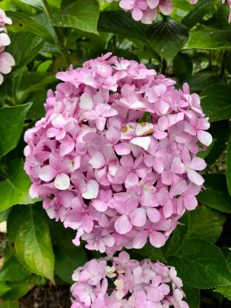 Photo of Purple hydrangea flowers