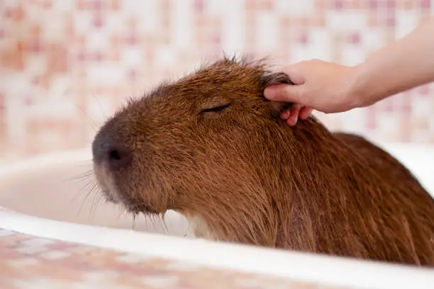 Photo of Happy capybara getting an ear rub