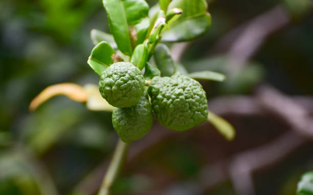 istock Lime is a green lemon on the tree. 1439885469