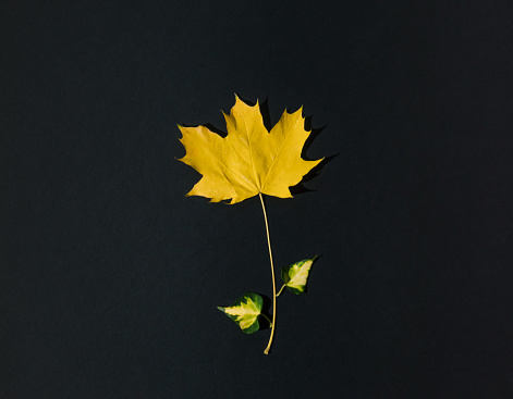 Flower concept made of yellow autumn leaf on dark background. Minimal nature seasonal concept. Flat lay composition.