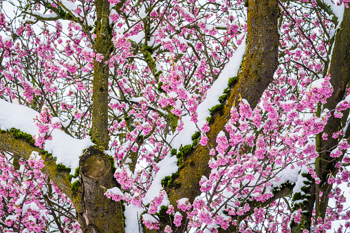 Snow and cherry blossoms in Victoria, BC.