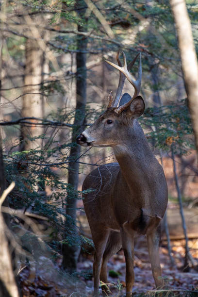 istock White-tailed deer buck (odocoileus virginianus) standing in a Wisconsin forest 1439888677