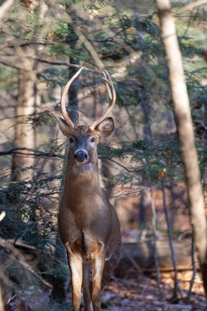 istock White-tailed deer buck (odocoileus virginianus) standing in a Wisconsin forest 1439888678