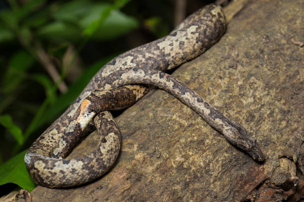 istock The Indonesian tree boa Candoia carinata or  Pacific ground boa snake 1439892136