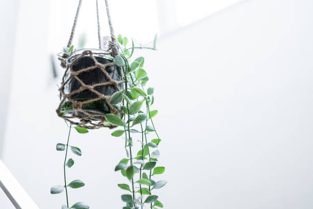 istock Hanging houseplants with copy space 1439894686