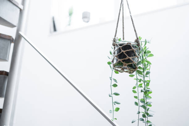 istock Hanging houseplants with copy space 1439894688