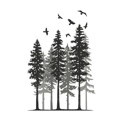 Silhouette of pine trees and birds Isolated on a white background vector illustration
