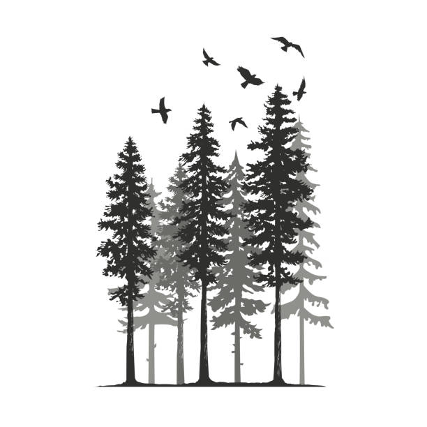 Silhouette of pine trees and birds vector illustration Silhouette of pine trees and birds Isolated on a white background vector illustration landscape nature plant animal stock illustrations