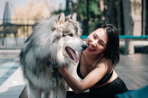 Siberian husky playing outdoors with the owner girl together - Human and dog friendship and loyalty concept outside on a countryside field