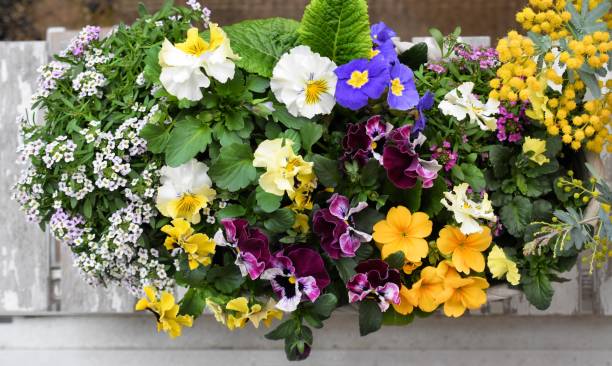 istock colorful spring flowers in a flower pot. 1439895418