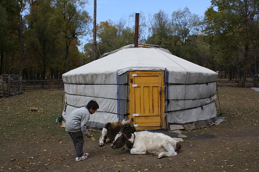 The boy communicates with two calves in Terelj valley, Tuv province, Mongolia. The nomadic children love their livestock and closely make friendship with those animals.