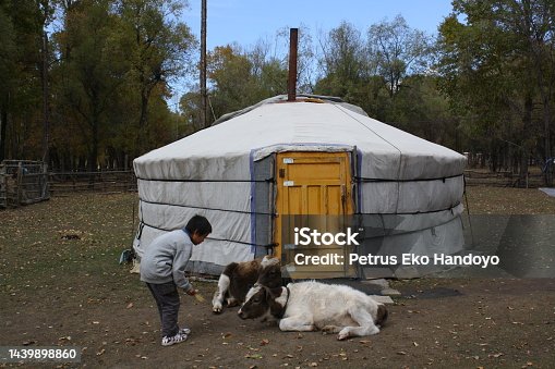 istock The boy communicates with two calves in Terelj valley, Tuv province, Mongolia. 1439898860