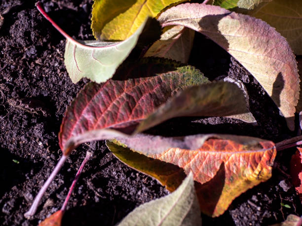 istock picturesque bright multicolored autumn leaves on the ground 1439900154