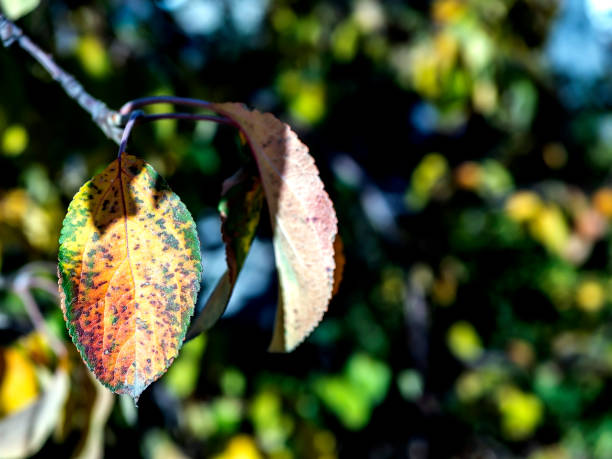 istock bright colorful autumn leaves on tree branches 1439900163