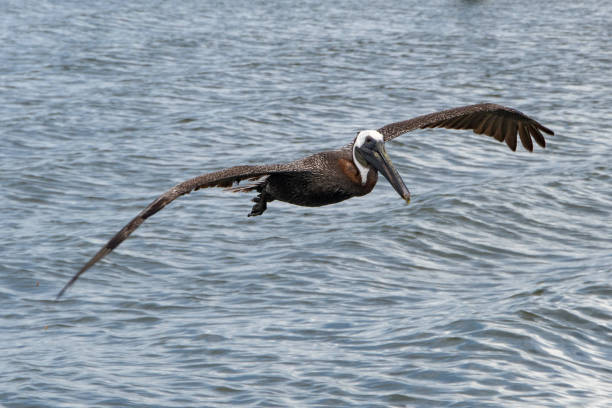 istock Dauphin Island - Pelican Flies Low Over Water 1439900240