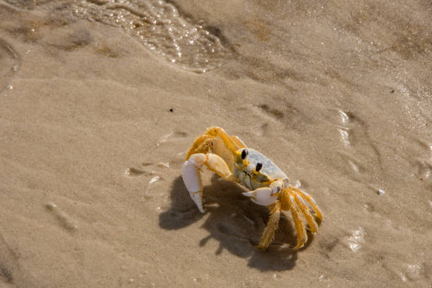 istock Dauphin Island - Sand Crab on Beach 1439900267
