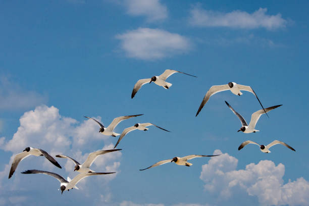 istock Dauphin Island Birds - Flock of Seagulls 1439900336