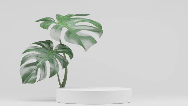 istock Monstera plants decoration and Empty podium Blank product shelf standing backdrop. 3D rendering. 1439904659