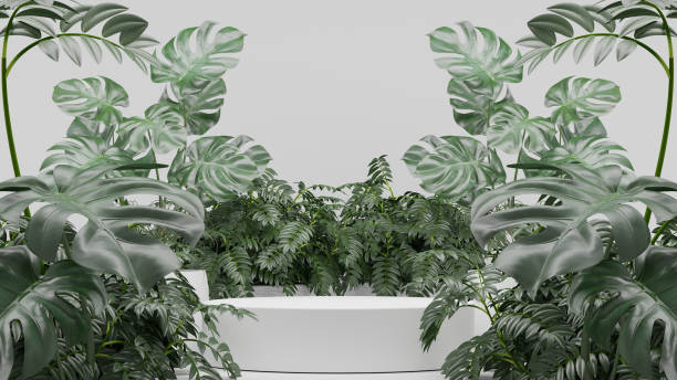 istock Monstera plants decoration and Empty podium Blank product shelf standing backdrop. 3D rendering. 1439904674