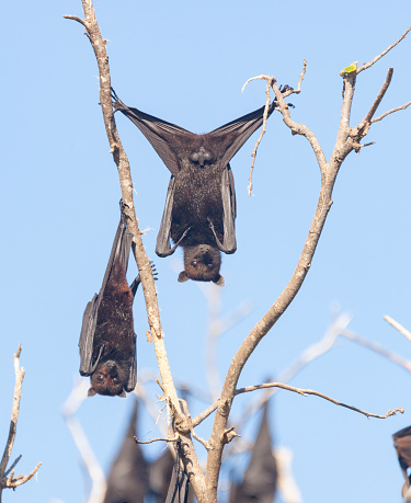 The grey-headed flying fox (Pteropus poliocephalus) is a megabat native to Australia. Flying-foxes feed on the nectar and pollen of native blossoms and fruits such as figs. Flying-foxes are beneficial to the health of vegetation, as they spread seeds and pollinate native plants. Listed as vunerable