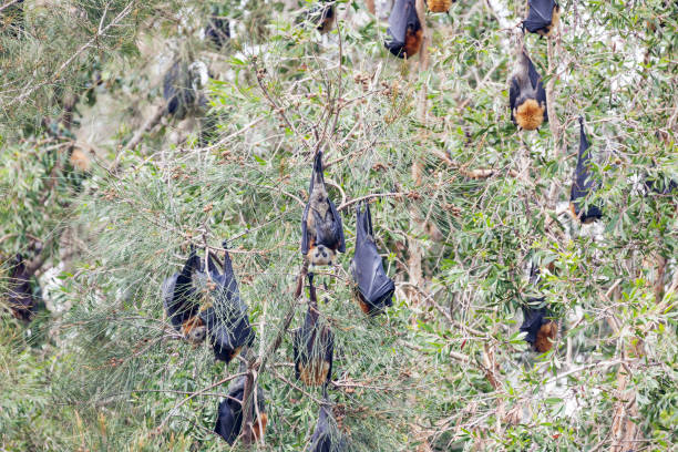 pipistrello volpe volante - bat fruit bat mammal australia foto e immagini stock