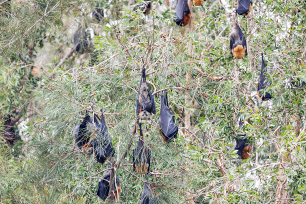 rudawka malajska nietoperza - bat fruit bat mammal australia zdjęcia i obrazy z banku zdjęć