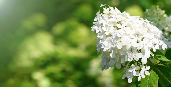 White hydrangea flowers in the garden close-up. Summer floral background. Banner