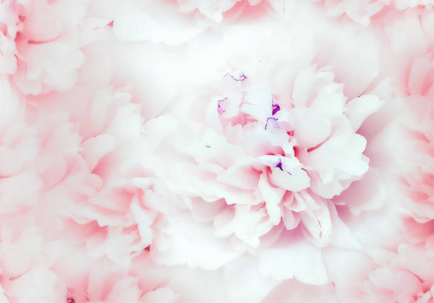 istock Flower white-pink   peony.  Floral  background. Close-up. Nature. 1439907849