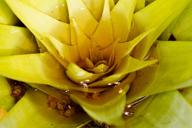 Neoregelia carolinae or Blushing Bromeliad is a species in the genus Neoregelia. It is noted for its centre turning red when it's about to flower, from where the Blushing is derived.  Native to Brazil. Because of tight leave structure it can hold water.