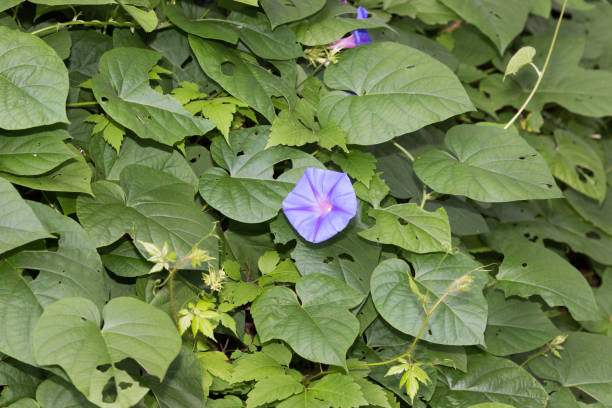 istock Morning glory flowers close at night 1439909715