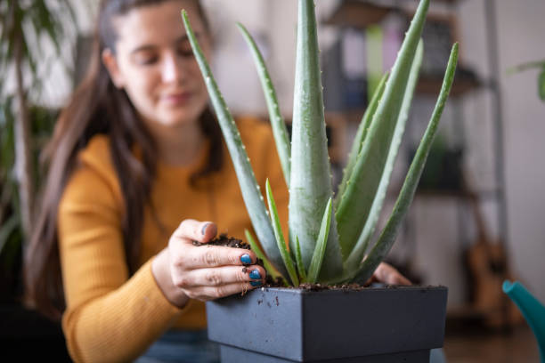 istock Potting plants at home. 1439911937